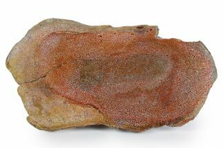 Polished Dinosaur Bone (Gembone) Slab - New Mexico #348876