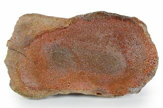 Polished Dinosaur Bone (Gembone) Slab - New Mexico #348878