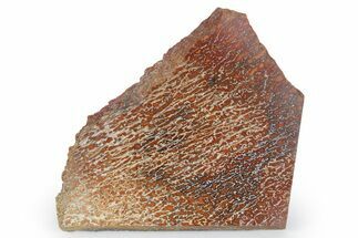Polished Dinosaur Bone (Gembone) Slab - New Mexico #348879