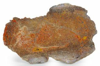 Polished Dinosaur Bone (Gembone) Slab - New Mexico #348880