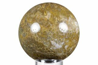 Polished Oligocene Fossil Coral Sphere - Philippines #348910