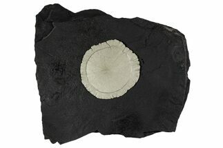 Pyrite Sun on Slate - Sparta, Illinois #348933