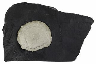 Pyrite Sun on Slate - Sparta, Illinois #348938