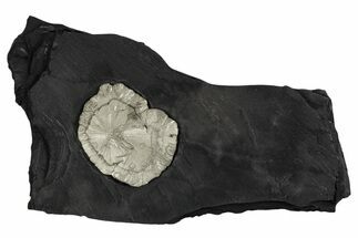Pyrite Sun on Slate - Sparta, Illinois #348940