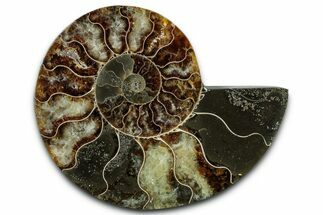 Cut & Polished Ammonite Fossil (Half) - Madagascar #349062