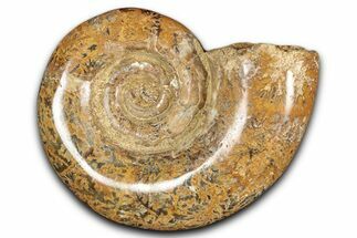 Jurassic Ammonite (Hemilytoceras) Fossil - Madagascar #349151
