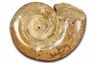 Jurassic Ammonite (Hemilytoceras) Fossil - Madagascar #349158