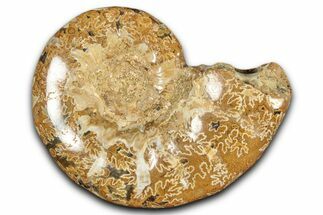 Jurassic Ammonite (Euaspidoceras) Fossil - Madagascar #349165