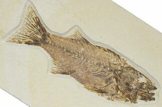 Uncommon Fish Fossil (Mioplosus) - Wyoming #349223