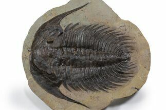 Spectacularly Preserved Acadoparadoxides Trilobite #349231