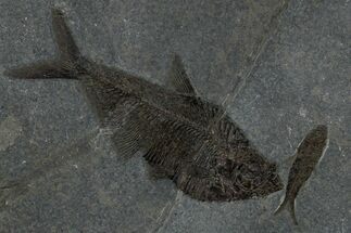 Multiple Fossil Fish (Diplomystus & Knightia) Plate - Wyoming #349235