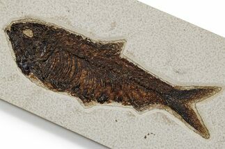 Detailed Fossil Fish (Knightia) - Huge For Species #349245