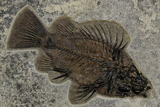 Fossil Fish (Priscacara Serrata) - Top Quality Specimen #349247