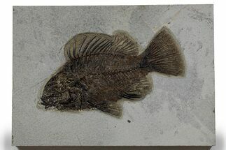 Detailed Fossil Fish (Priscacara Serrata) - Wyoming #349248