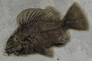 Detailed Fossil Fish (Priscacara Serrata) - Wyoming #349248