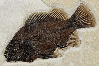 Detailed Fossil Fish (Cockerellites) - Wyoming #349252