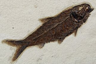 Detailed Fossil Fish (Knightia) - Large For Species #349262