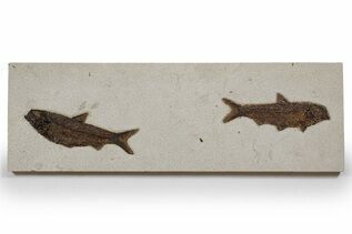 Premium Specimens For Sale