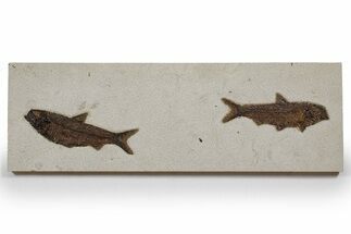 Plate of Two Huge Fossil Fish (Knightia) - Wyoming #349268