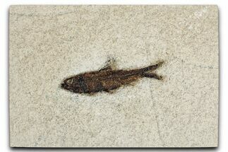 Detailed Fossil Fish (Knightia) - Wyoming #349208