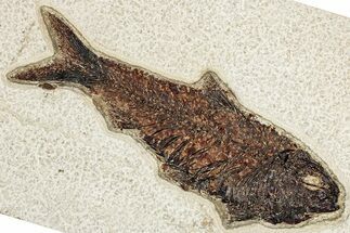 Detailed Fossil Fish (Knightia) - Large For Species #349274