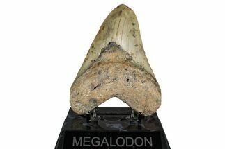 Fossil Megalodon Tooth - North Carolina #349327