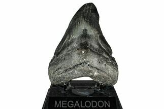 Fossil Megalodon Tooth - North Carolina #349350