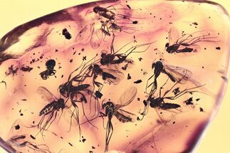 Fossil Fungus Gnat Swarm, Dung Midge, Ant, and Beetle In Amber #349419