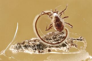 Unusual Fossil Mite (Acari) and a Bark Fragment in Baltic Amber #349432