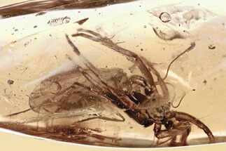 Detailed Fossil Spider Exuvia and Caddisfly in Baltic Amber #349441