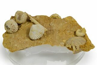 Miniature Fossil Cluster (Ammonite, Brachiopods, Urchin) - France #349351