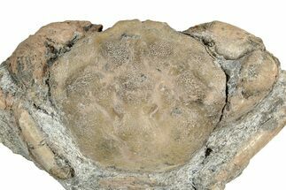 Eocene Fossil Crab (Pulalius) - Washington State #349483