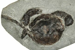 Eocene Fossil Crab (Pulalius) - Washington State #349485
