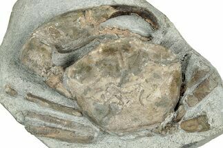 Oligocene Fossil Crab (Branchioplax) - Washington State #349486