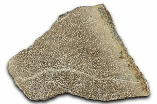 Polished Dinosaur Bone (Gembone) Slab - Morocco #349636