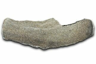 Polished Dinosaur Bone (Gembone) Slab - Morocco #349641