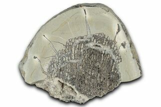 Polished Dinosaur Bone (Gembone) Slab - Morocco #349645