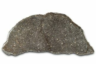 Polished Dinosaur Bone (Gembone) Section - Morocco #349667