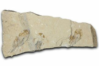 Three Cretaceous Fossil Shrimp - Lebanon #349683