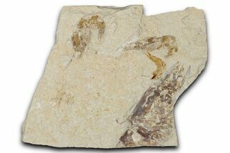 Cretaceous Fossil Shrimps with Fish - Lebanon #349684