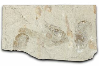 Three Cretaceous Fossil Shrimp - Lebanon #349685