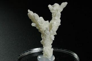 Intricate, Fluorescent Aragonite Formation - Nevada #349545