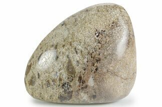 Polished Dinosaur Bone (Gembone) - Morocco #349582