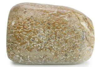 Polished Dinosaur Bone (Gembone) - Morocco #349612