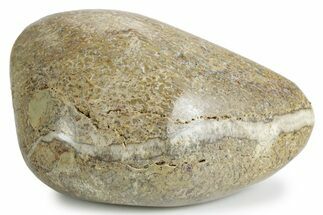 Polished Dinosaur Bone (Gembone) - Morocco #349619