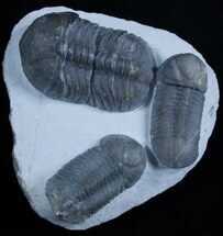 Triple Struveaspis Trilobite - Unusual Phacopid From Jorf #2967