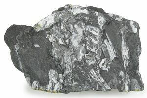 Plant Fossils (Sphenopteridium & Cordaites) - Kinney Quarry, NM