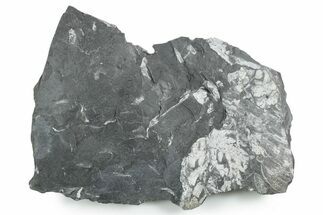 Bargain, Fossil Seed Fern (Alethopteris) Plate - Pennsylvania #347703