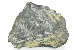 Fossil Seed Fern (Alethopteris) Plate - Pennsylvania #347722