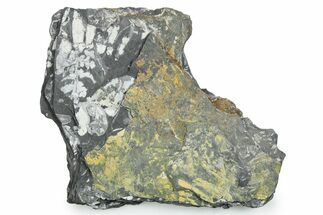 Fossil Seed Fern (Alethopteris) Plate - Pennsylvania #347724